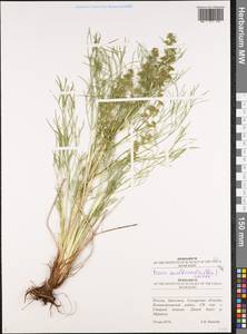 Триния многостебельная (Poir.) Schischk., Восточная Европа, Средневолжский район (E8) (Россия)