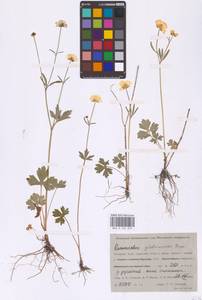 Лютик близкий C.A.Mey., Сибирь, Западная Сибирь (S1) (Россия)