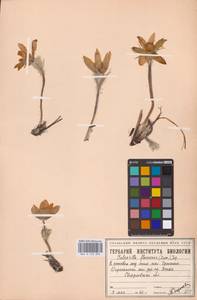 Прострел желтеющий (Zucc.) Zāmelis, Восточная Европа, Восточный район (E10) (Россия)