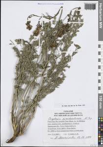 Corydalis pseudoadunca Popov, Средняя Азия и Казахстан, Северный и Центральный Тянь-Шань (M4) (Киргизия)