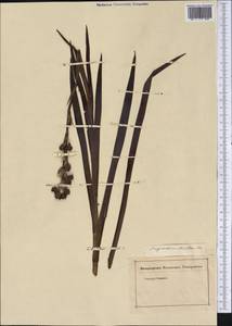 Sisyrinchium striatum Sm., Америка (AMER) (Неизвестно)