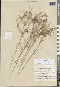 Повилика полевая Yunck., Восточная Европа, Южно-Украинский район (E12) (Украина)