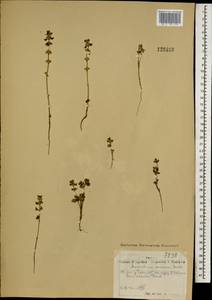 Лагопсис приземистый (Steph. ex Willd.) Ikonn.-Gal., Монголия (MONG) (Монголия)