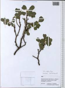 Ива ползучая Rupr., Сибирь, Чукотка и Камчатка (S7) (Россия)