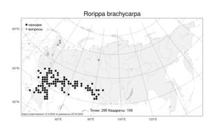 Rorippa brachycarpa, Жерушник короткоплодный (C.A.Mey.) Hayek, Атлас флоры России (FLORUS) (Россия)