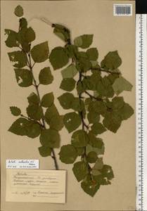 Betula pubescens subsp. pubescens, Восточная Европа, Северный район (E1) (Россия)