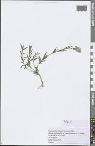 Истод, Средняя Азия и Казахстан, Северный и Центральный Тянь-Шань (M4) (Киргизия)