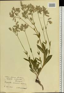 Смолевка обыкновенная, Хлопушка (Moench) Garcke, Восточная Европа, Средневолжский район (E8) (Россия)