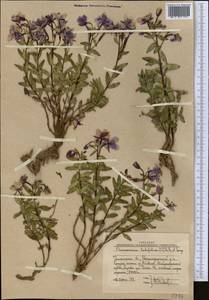 Иван-чай широколистный (L.) Sweet, Средняя Азия и Казахстан, Западный Тянь-Шань и Каратау (M3) (Узбекистан)