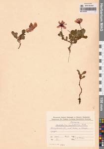 Рододендрон камчатский Pall., Сибирь, Чукотка и Камчатка (S7) (Россия)