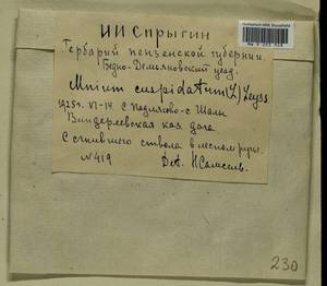 Plagiomnium cuspidatum (Hedw.) T.J. Kop., Гербарий мохообразных, Мхи - Среднее Поволжье (B9) (Россия)