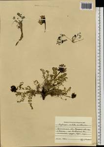 Остролодочник грязноватый (Willd.) Pers., Восточная Европа, Северный район (E1) (Россия)