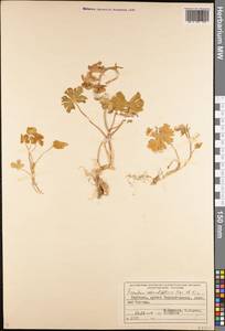 Борец круглолистный Kar. & Kir., Средняя Азия и Казахстан, Северный и Центральный Тянь-Шань (M4) (Киргизия)