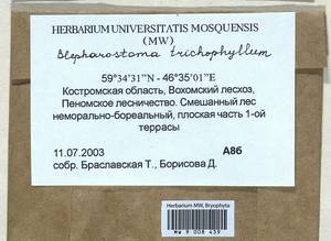 Blepharostoma trichophyllum (L.) Dumort., Гербарий мохообразных, Мхи - Центральное Нечерноземье (B6) (Россия)