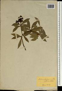 Pieris japonica (Thunb.) D. Don ex G. Don, Зарубежная Азия (ASIA) (Япония)