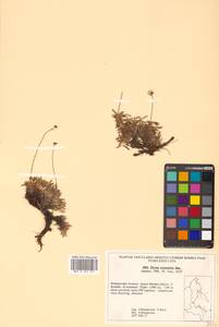 Дриада гребенчатая (Juz.) Scoggan, Сибирь, Дальний Восток (S6) (Россия)