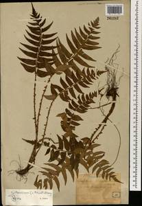 Polystichum lepidocaulon (Hook.) J. Sm., Зарубежная Азия (ASIA) (Япония)