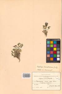 Oxytropis nigrescens var. nigrescens, Сибирь, Дальний Восток (S6) (Россия)