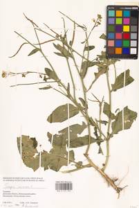 Rhamphospermum arvense (L.) Andrz. ex Besser, Восточная Европа, Южно-Украинский район (E12) (Украина)