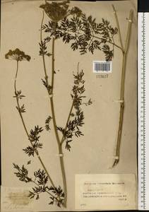 Гирча тминолистная (L.) L., Восточная Европа, Средневолжский район (E8) (Россия)