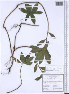 Молочай миндалевидный L., Зарубежная Азия (ASIA) (Иран)