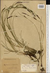 Осока черноколосая M.Bieb. ex Willd., Восточная Европа, Северо-Украинский район (E11) (Украина)