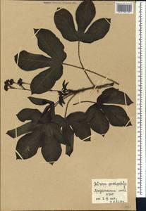 Jatropha gossypiifolia L., Африка (AFR) (Мали)