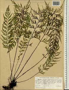 Asplenium aethiopicum subsp. filare (Forsk.) A.F.Braithw., Африка (AFR) (Эфиопия)
