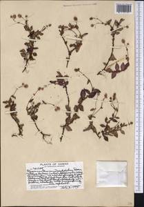 Persicaria capitata (Buch.-Ham. ex D. Don) H. Gross, Америка (AMER) (США)