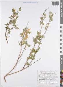 Ракитник русский (Fisch. ex Woł.) Klásk., Восточная Европа, Ростовская область (E12a) (Россия)