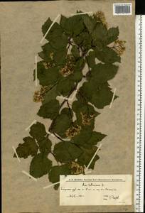 Клен татарский, Черноклен L., Восточная Европа, Нижневолжский район (E9) (Россия)