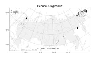 Ranunculus glacialis, Беквичия ледниковая L., Атлас флоры России (FLORUS) (Россия)