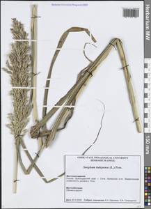 Сорго алеппское, Гумай (L.) Pers., Кавказ, Черноморское побережье (от Новороссийска до Адлера) (K3) (Россия)