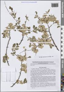 Вяз приземистый, Вяз мелколистный L., Сибирь, Прибайкалье и Забайкалье (S4) (Россия)