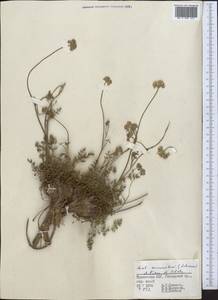 Жабрица заостренная (Schrenk) Pimenov & Sdobnina, Средняя Азия и Казахстан, Памир и Памиро-Алай (M2) (Таджикистан)