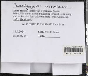 Trachycystis ussuriensis (Regel & Maack) T.J. Kop., Гербарий мохообразных, Мхи - Дальний Восток (без Чукотки и Камчатки) (B20) (Россия)