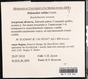 Didymodon validus Limpr., Гербарий мохообразных, Мхи - Дальний Восток (без Чукотки и Камчатки) (B20) (Россия)