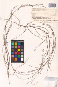 Спорыш отклоненный, Горец отклоненный M.Bieb., Восточная Европа, Нижневолжский район (E9) (Россия)