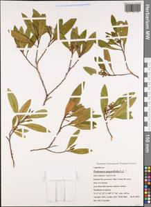 Dodonaea viscosa subsp. angustifolia (L. fil.) J. G. West, Зарубежная Азия (ASIA) (Вьетнам)