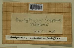 Eurhynchiastrum pulchellum (Hedw.) Ignatov & Huttunen, Гербарий мохообразных, Мхи - Центральное Нечерноземье (B6) (Россия)