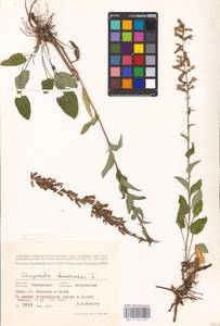 Колокольчик болонский L., Восточная Европа, Центральный лесостепной район (E6) (Россия)