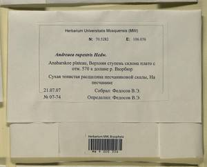 Andreaea rupestris var. papillosa (Lindb.) Podp., Гербарий мохообразных, Мхи - Красноярский край, Тыва и Хакасия (B17) (Россия)