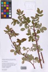 Шиповник майский Herrm., Восточная Европа, Московская область и Москва (E4a) (Россия)