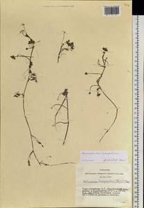 Ranunculus mongolicus (Krylov) Serg., Сибирь, Алтай и Саяны (S2) (Россия)