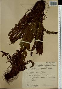 Щитовник пахучий (L.) Schott, Сибирь, Якутия (S5) (Россия)