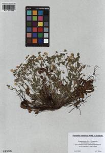Лапчатка распростертая Willd., Сибирь, Алтай и Саяны (S2) (Россия)