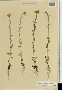 Златоцвет посевной, Хризантема посевная (L.) Fourr., Зарубежная Азия (ASIA) (Израиль)