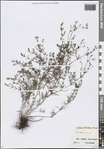 Подмаренник ксерофитный (Klokov) Pobed., Кавказ, Ставропольский край, Карачаево-Черкесия, Кабардино-Балкария (K1b) (Россия)