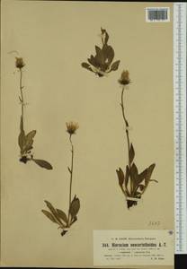 Hieracium neocerinthoides Arv.-Touv. & Briq., Западная Европа (EUR) (Швейцария)