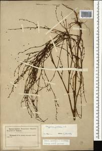 Спорыш отклоненный, Горец отклоненный M.Bieb., Кавказ, Краснодарский край и Адыгея (K1a) (Россия)